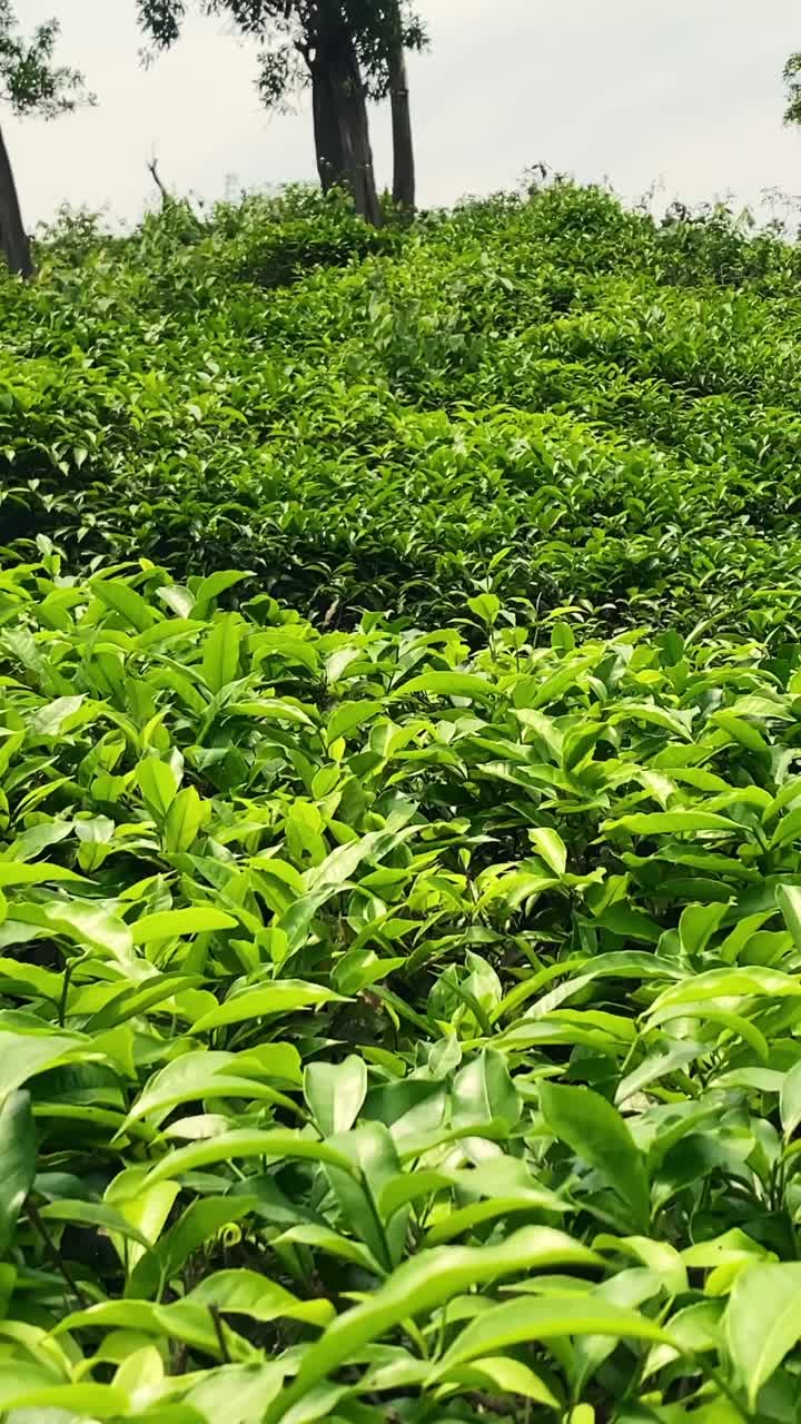 Vertical View Of Growing Dense Tea Garden At Malnicherra Tea Estate In Sylhet, Bangladesh. Close-up Shot