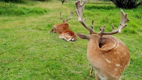 Ein-Männlicher-Damhirsch,-Der-Zappelt-Und-Sich-Bewegt,-Um-Seinen-Körper-Mit-Seinem-Geweih-Und-Seinen-Hinterbeinen-Zu-Kratzen