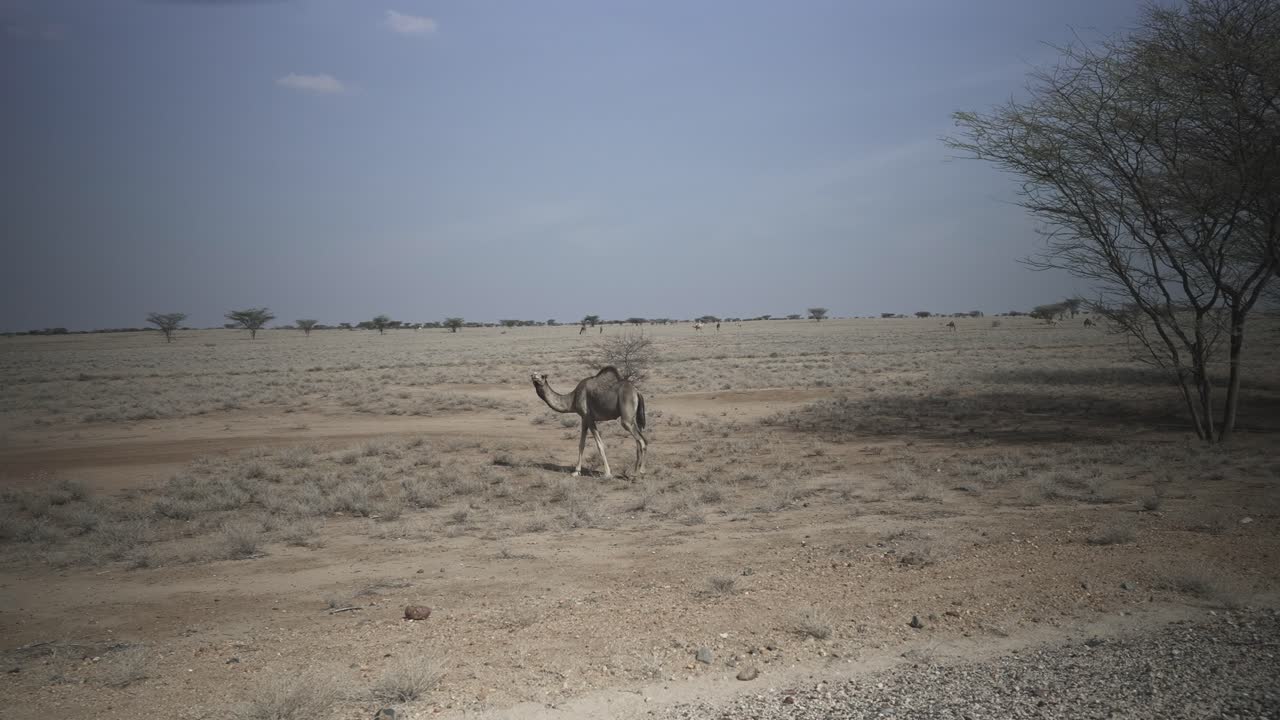 Dromedary walking in the savannah