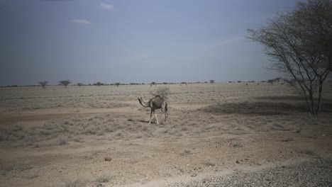 dromedary walking in the savannah
