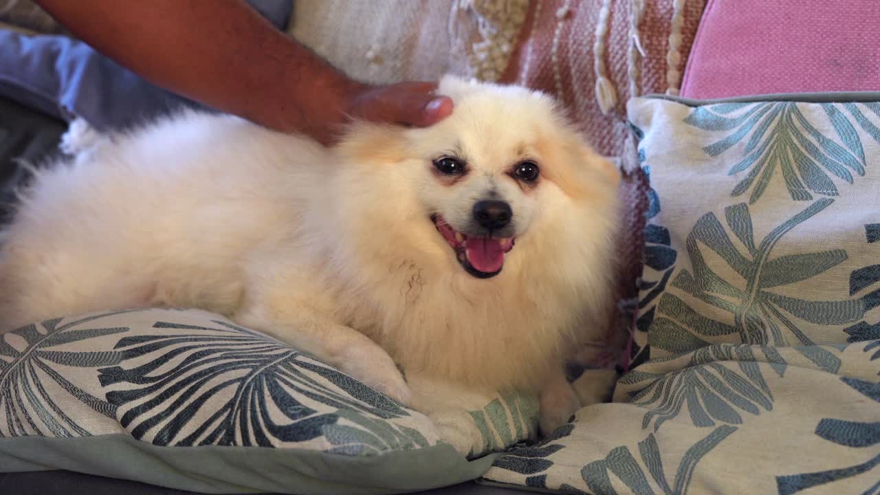 man hand caressing single male white Pomeranian dog sitting cushion on sofa, Mahe Seychelles 24fps