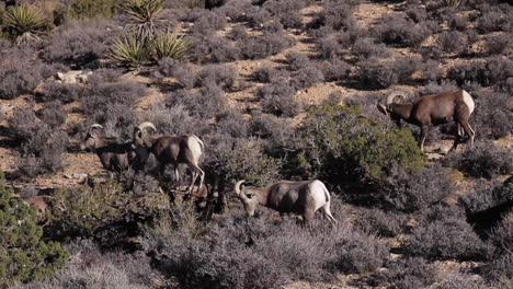 big horn sheep roam in joshua tree national park desert