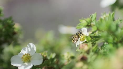 black and yellow hoverfly bee lookalike feeding on white flowers