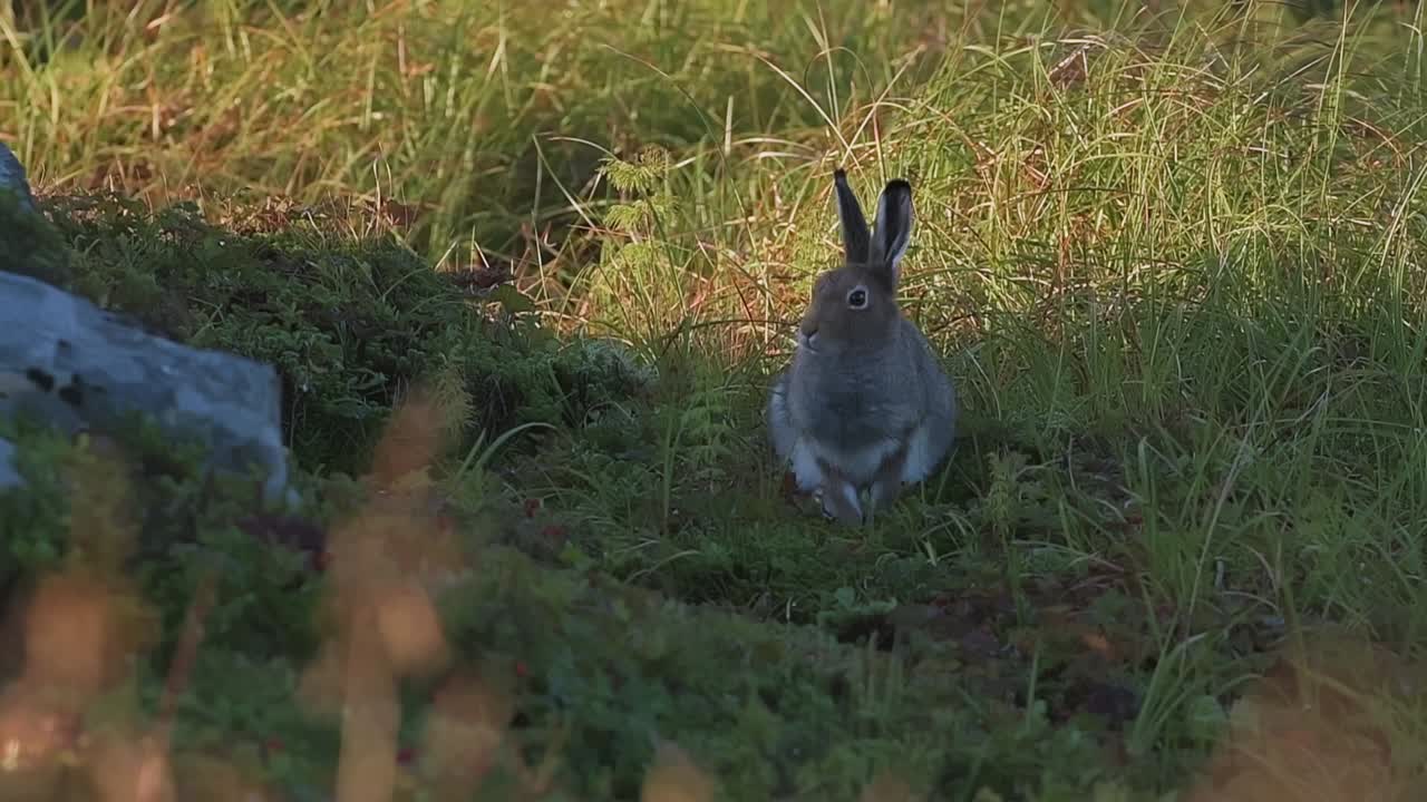 Vild bergshare som sitter upprätt i grönt gräs, norsk natur