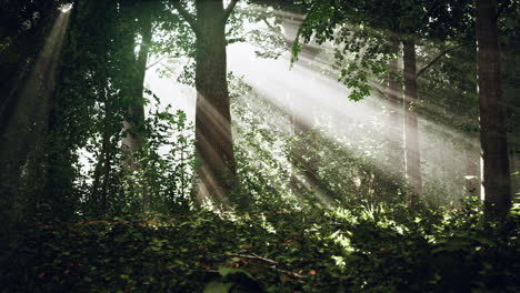 mystical wood in the foggy morning