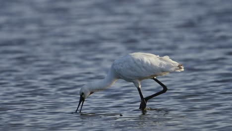 close up shot of an eurasian spoonbill feeding in shallow water with is spoon shaped beak dipping into the water