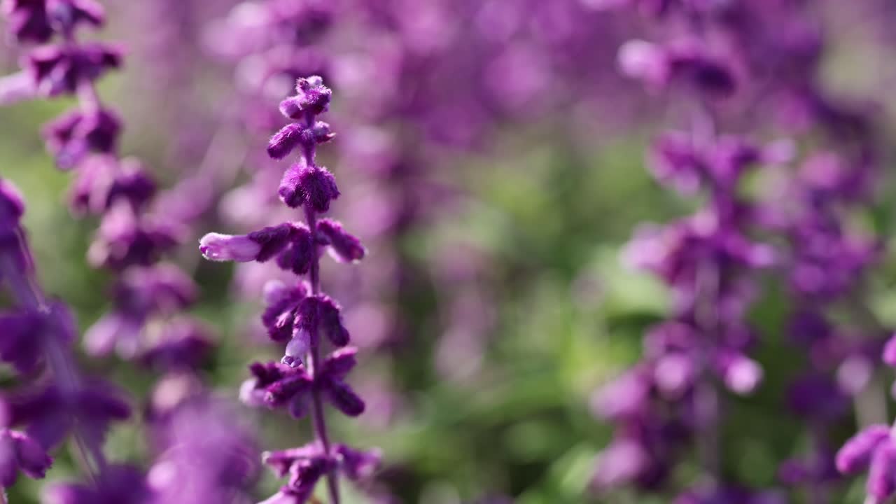 꽃 이 피는 라벤더 꽃 의 클로즈업