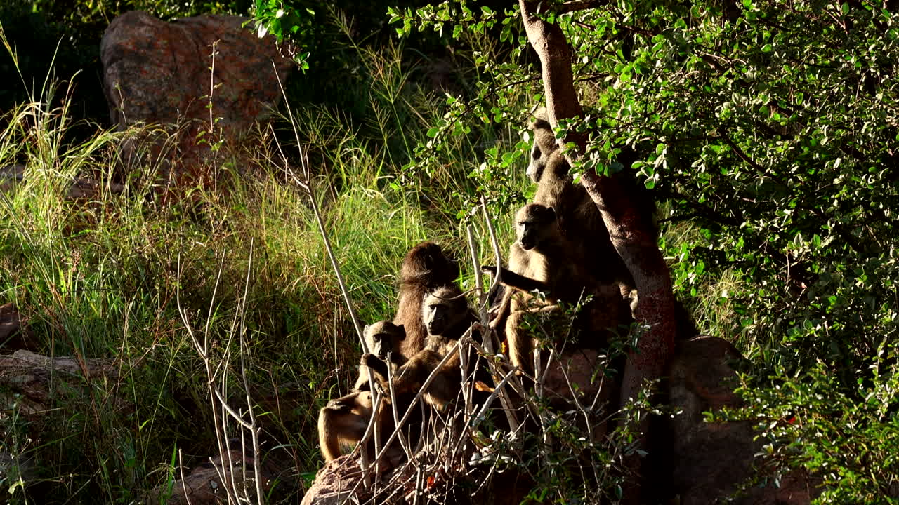 Chacma baboon family basks in first light of early morning in African bush