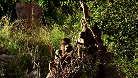 Chacma baboon family basks in first light of early morning in African bush