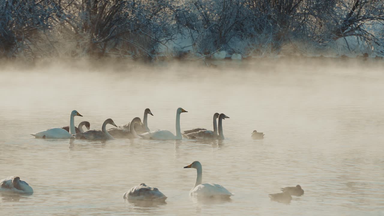 Swans and Ducks in a Misty Winter Landscape