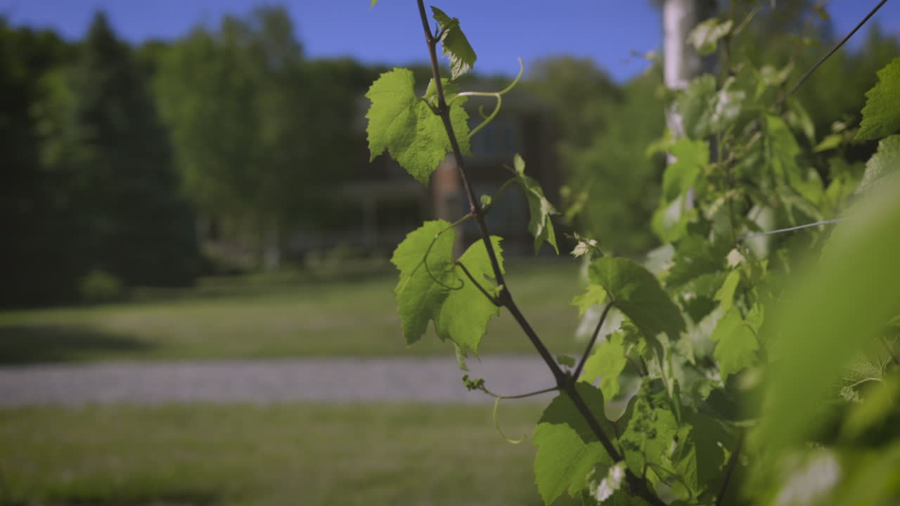 Rustic country home sits beside a large vineyard