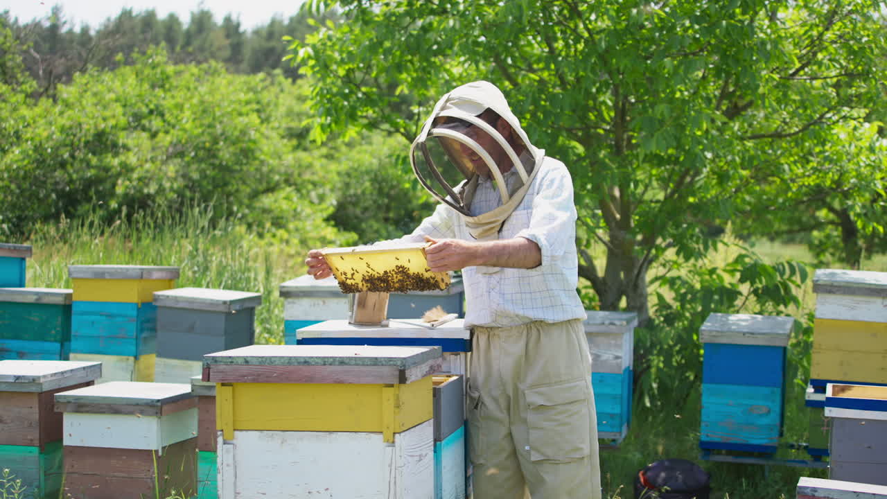 Bee farmer gets a frame out of hive full of bees. Beekeeper shaking off the insects to the frame clearly. Bee hives against nature backdrop.