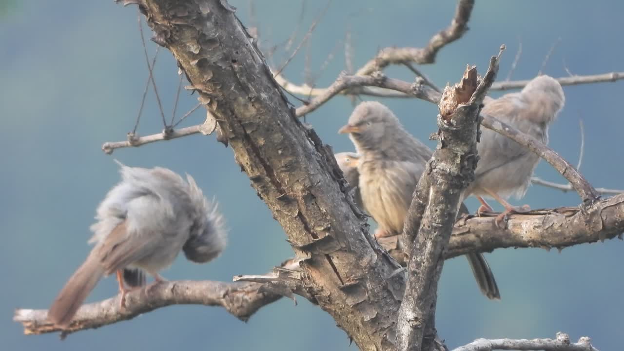 Ağaçtaki güzel orman babili kuşları.