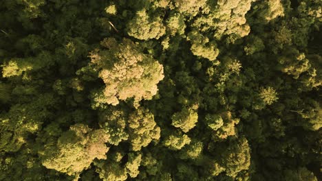 lush golden green rain forest tree canopy aerial drone birds eye during the glowing warm late afternoon sunlight