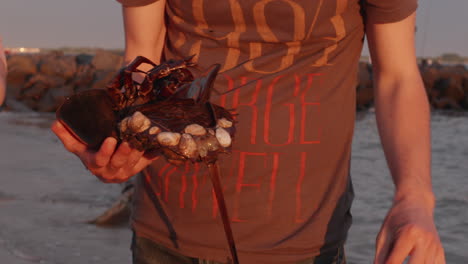 someone flips over and examines an atlantic horseshoe crab, and points out some of the features on the underside of the animal