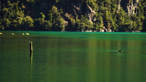 Bottlenose-Dolphins-Surfacing-In-The-Waters-Of-Milford-Sound-In-New-Zealand-With-Group-Of-Kayakers-In-Background