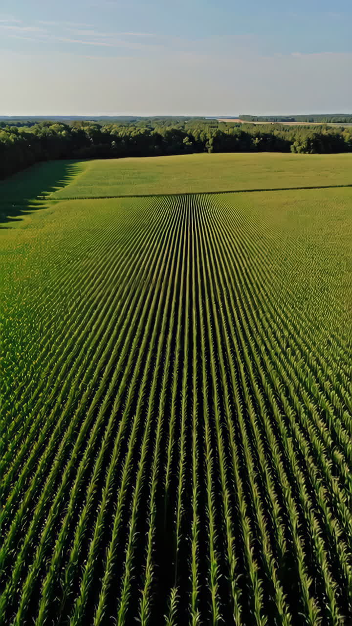 Vista aerea di un campo di mais