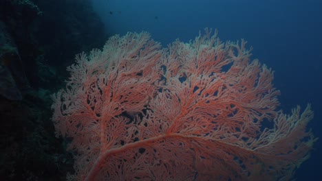 red gorgonian sea fan with blue ocean in background