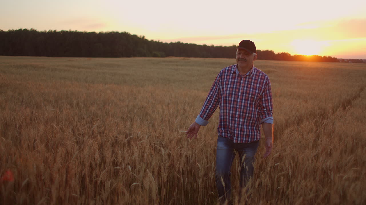 un agricultor adulto camina en un campo de trigo con una gorra al atardecer pasando su mano sobre las orejas de color dorado al atardecer. agricultura de plantas de grano.