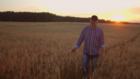 senior adult farmer walks in a field of wheat in a cap at sunset passing his hand over the golden-colored ears at sunset. agriculture of grain plants.