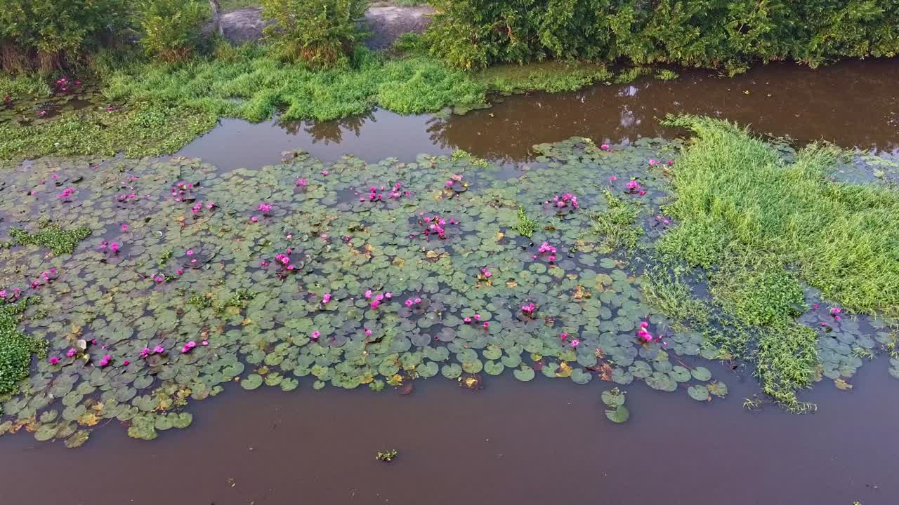 mangrove forest inland water body, Water lily Grows with mosses and grasses, Water lily in the stream ,pond river sea, Water lily blooming, Beautiful aerial shot, group, Blossom , field, Top