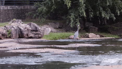 Graureiher-Zu-Fuß-Durch-Einen-Bach-In-Einem-Stadtpark