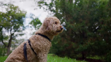 Goldener-Gekritzelhund-Im-Geschirr,-Der-In-Zeitlupe-Futter-Fängt,-Seitenansicht