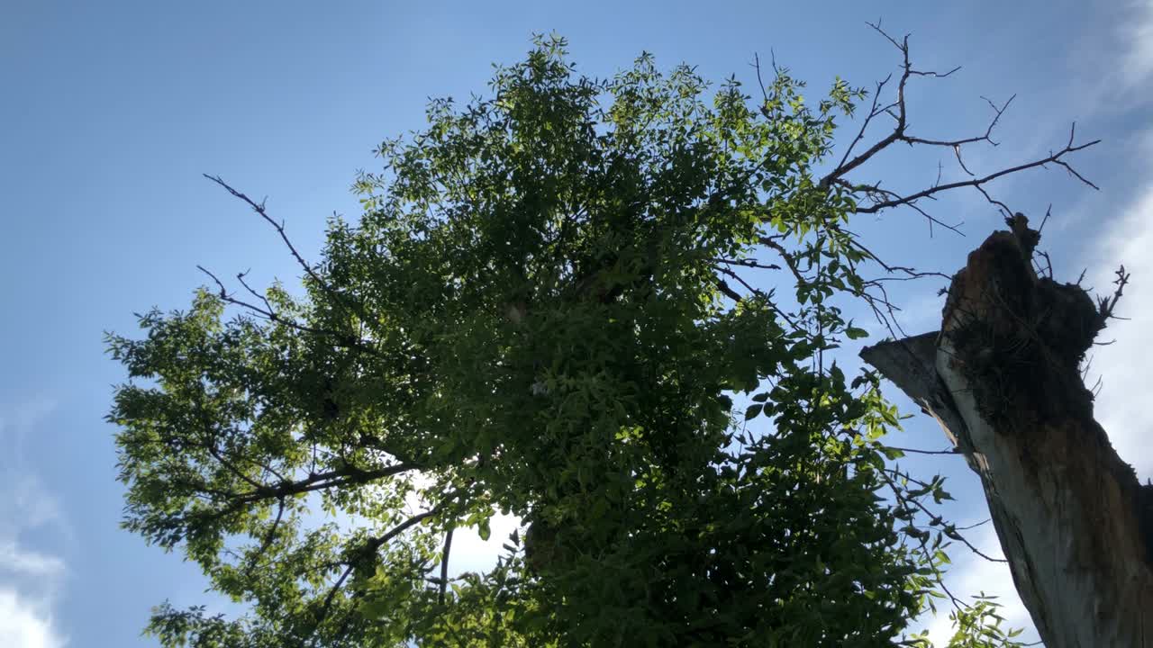 나가지 를 통해 볼 수 있는 빛