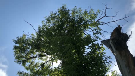 sunlight seen through branches