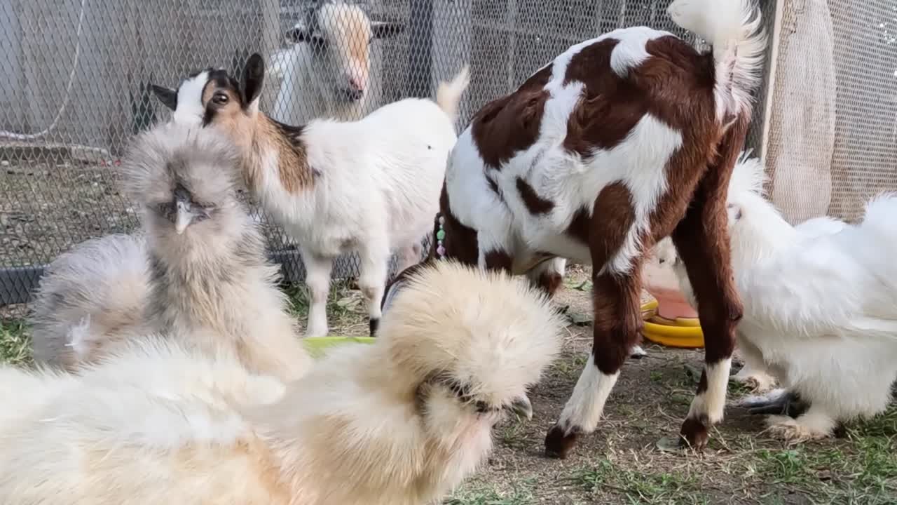 まだら模様のヤギとふわふわの白いシルキーチキンが、農場の庭にある緑色の飼料箱の周りに集まっています。