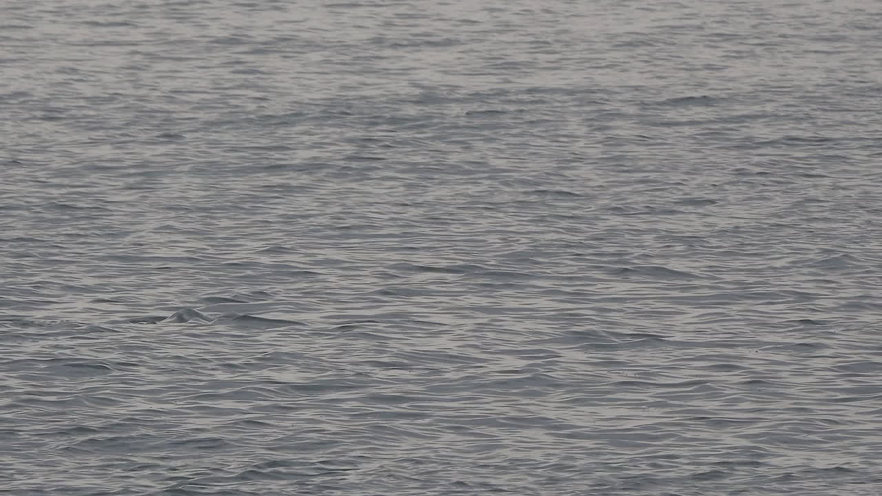 열린 바다에서 수영하는 돌고래의 패닝 샷