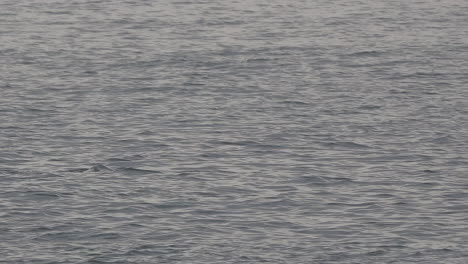 Panning-shot-of-dolphins-swimming-in-the-open-ocean