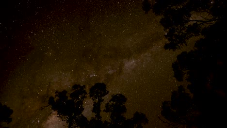 el lapso de tiempo de las estrellas que se mueven por encima de los árboles siluetados