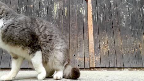 gray and white cat sitting in front of an old wooden door