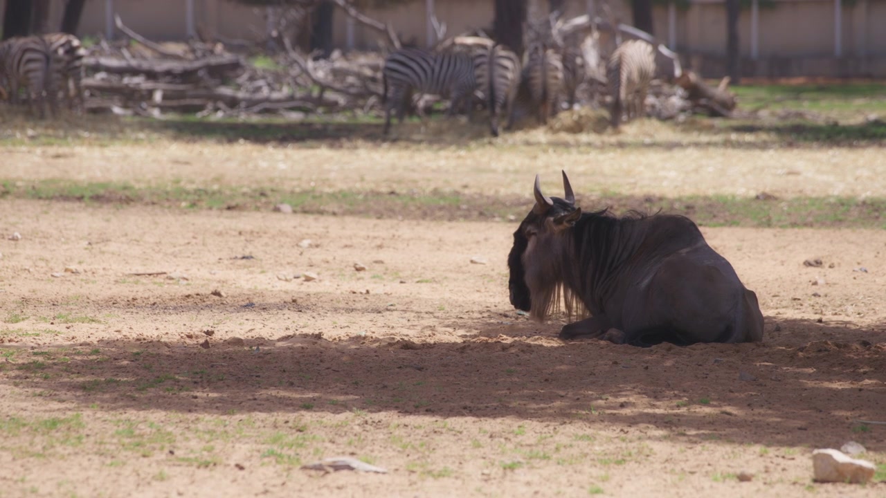 Wildebeest resting in the shadow