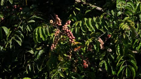 un árbol fructífero expuesto bajo el cálido sol de la mañana en el parque nacional khao yai en tailandia