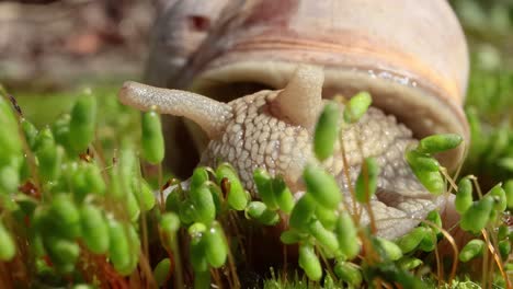 Helix-pomatia-also-Roman-snail,-Burgundy-snail