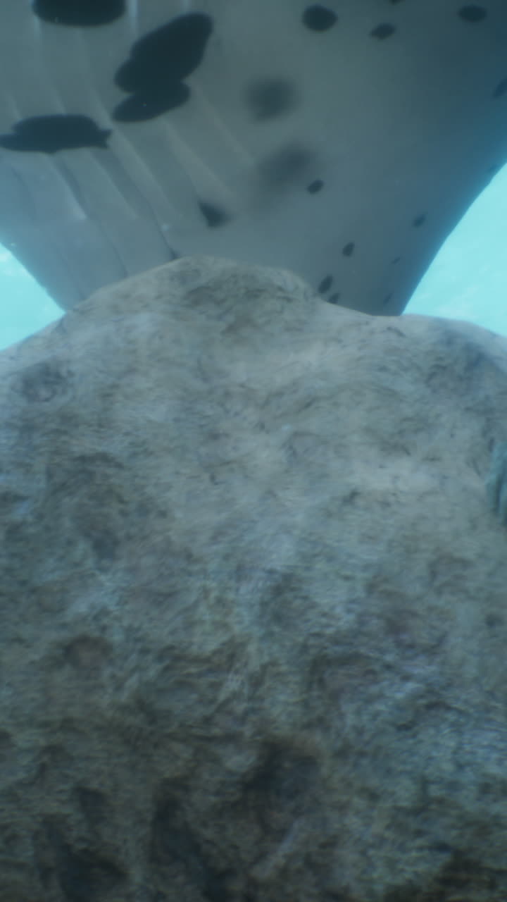 la raya manta bajo el agua