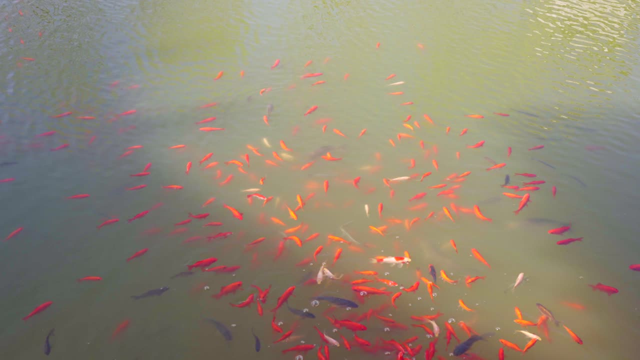 весной группа золотых рыбок свободно плавает в пруду.