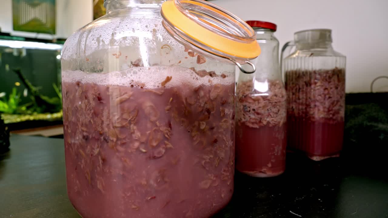 Processo de fermentação alcoólica ativa de vinho tinto caseiro. A mistura de bagaço de uva e mosto está borbulhando dentro de grandes jarros de vidro