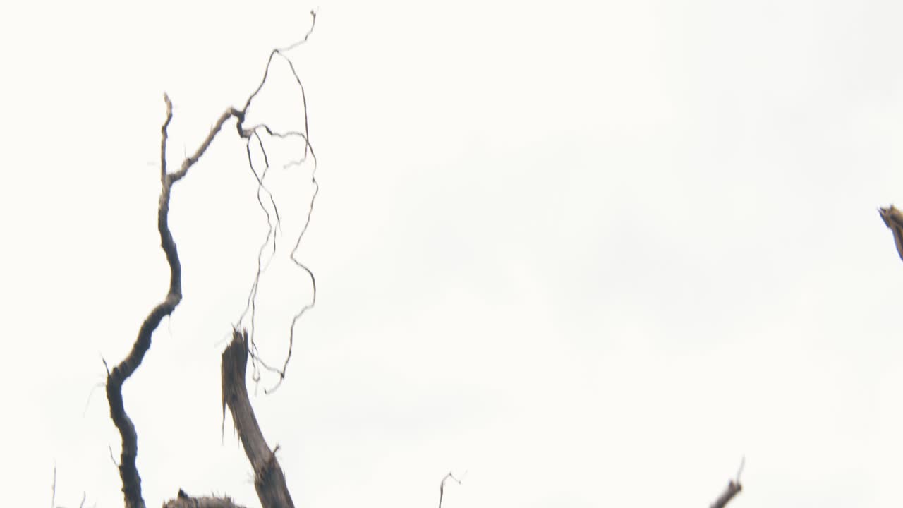 Tree roots in shape of a frame.