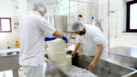 diary cheese factory- cheese makers working cheese molds