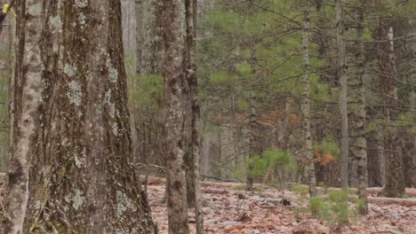 the beginning of a big nor'easter snow storm deep in a beautiful pine forest