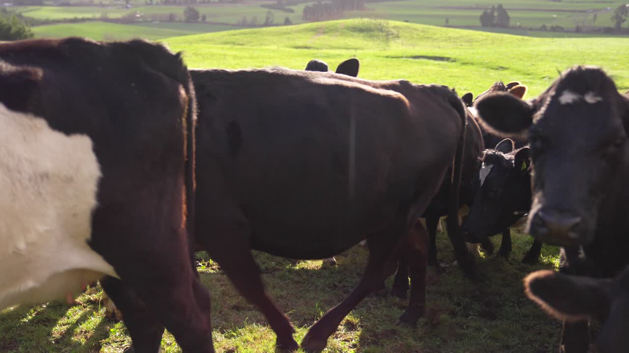 rebaño de vacas caminando en cámara lenta en una colina verde y soleada en nueva zelanda