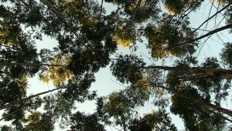 Forests-of-Southern-Africa,-Eucalyptas