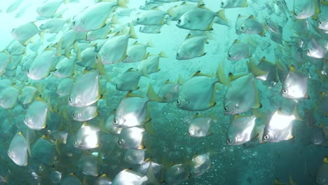 a mass of silvery fish swim through rising bubbles from scuba divers underwater