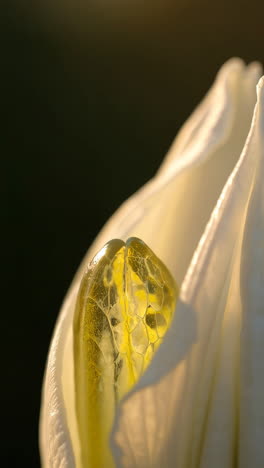 close-up of a white flower bud at dawn or dusk