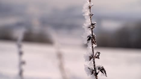 Close-up-view-of-winter-grass-with-hair-frost-softly-waving-in-wind