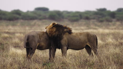 dos leones machos lamiéndose en el kalahari central