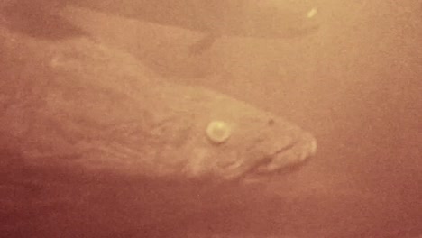 pirarucú pez nombre científico arapaima gigas en el